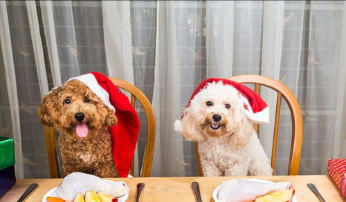 宠物食品用品“三无”产品泛滥，全社会共同呼唤严格监管与打击